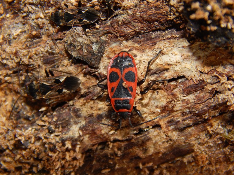 Pyrrhocoris apterus con Rhyparochromus vulgaris?